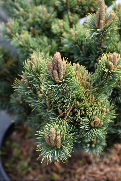 Pinus Kinpo молоді прирости